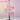 【Ready For Ship】【Last Batch】DokiDoki-R Cosplay Snow Pink Dress Lolita Female Costume
