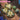 【Ready For Ship】DokiDoki Game Honkai: Star Rail Cosplay Aventurine Bargaining Chip Props Accessory Coin / Dice