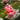 【L Ready For Ship】DokiDoki-R Movie  Cosplay Costume Women Pink Cute Halloween Costume
